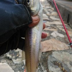 良型キスが釣れました