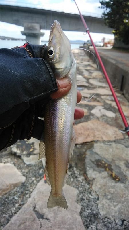 良型キスが釣れました