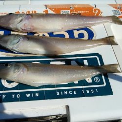 江井ヶ島で良型キスが釣れました