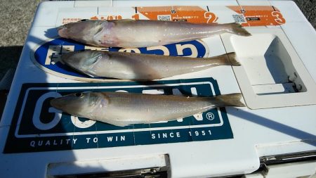 江井ヶ島で良型キスが釣れました