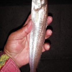 シーズン最大のキスが釣れました