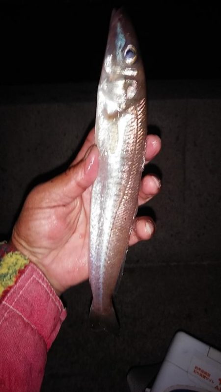 シーズン最大のキスが釣れました