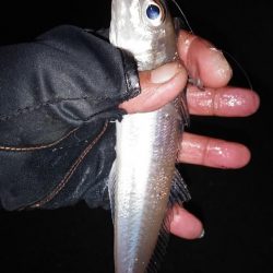 終盤を迎えた江井ヶ島のキス