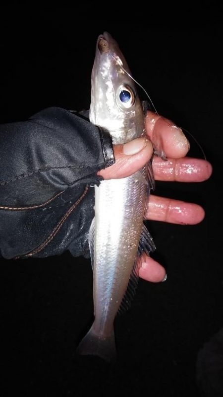 終盤を迎えた江井ヶ島のキス