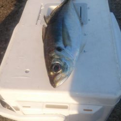 この冬初の尺超え