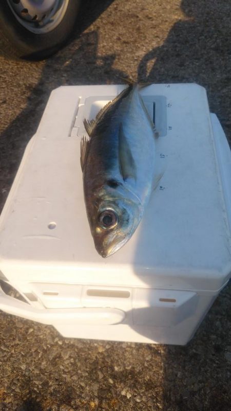 この冬初の尺超え