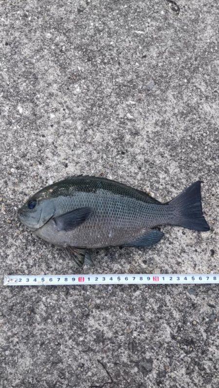 ようやく！！！グレ釣れる