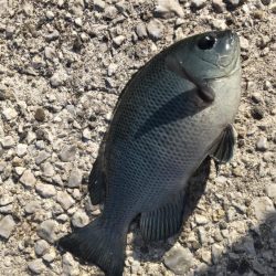 ちび五目釣り達成‼️