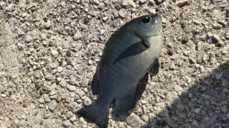 ちび五目釣り達成‼þ…