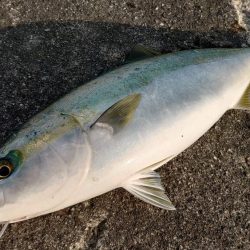 喰わないナブラ