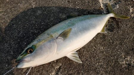 喰わないナブラ