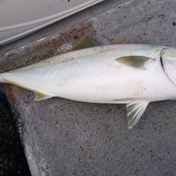 ジギング船内竿頭ゲット