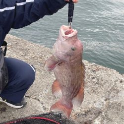 釣り納めコブダイ