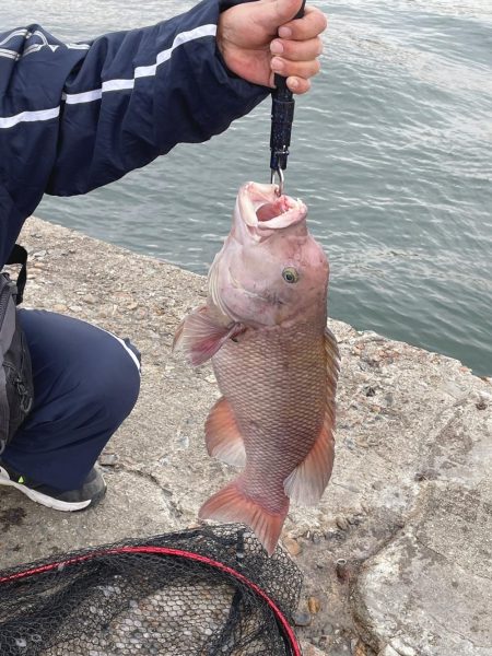 釣り納めコブダイ