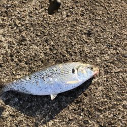 紀の川でフカセ釣り