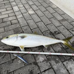 コスモのメジロ