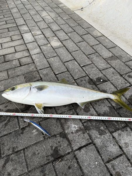 コスモのメジロ