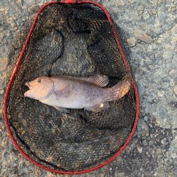 地元でコブダイ調査