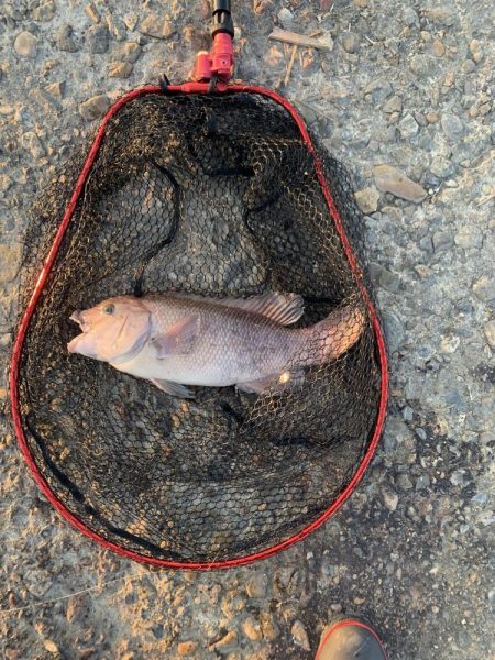 地元でコブダイ調査