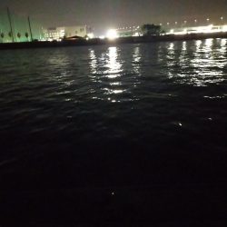 小さいけどシーバス