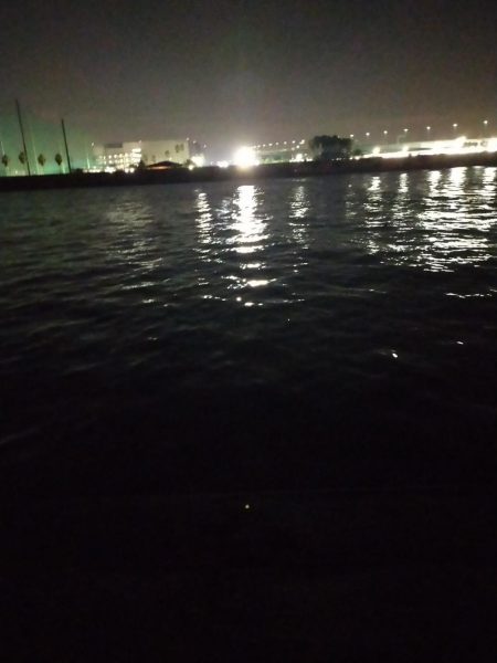 小さいけどシーバス