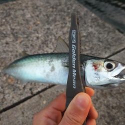 サバが沸いてる