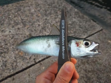 サバが沸いてる