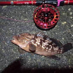 2021/11/30 南港ヘチ釣り（根魚狙い）