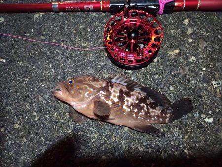 2021/11/30 南港ヘチ釣り（根魚狙…