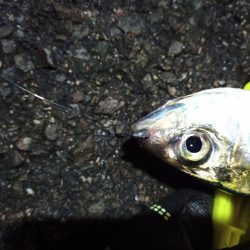 2021/12/1 南港アジング釣行～暴風