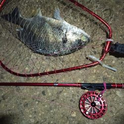 2021/12/3 南港ヘチ釣り