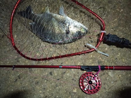 2021/12/3 南港ヘチ釣り