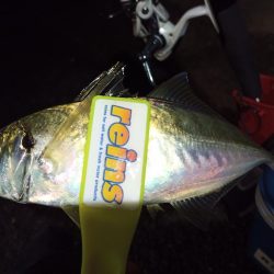 2021/12/4 南港アジング釣行~中アジ、小アジ、サバ好釣果