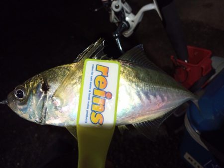 2021/12/4 南港アジング釣行～中ア…