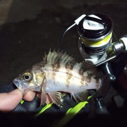 2021/12/6 南港アジング釣行～降雨前アジング