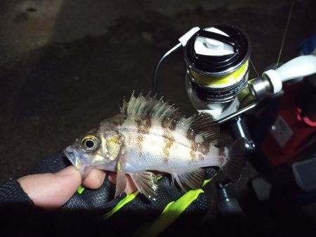 2021/12/6 南港アジング釣行～降雨前アジング