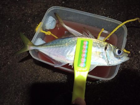 2021/12/8 南港アジング釣行