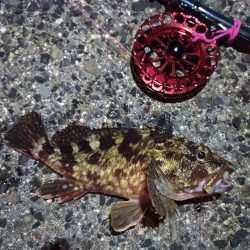 2021/12/10 南港ヘチ釣り~根魚狙い