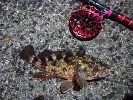 2021/12/10 南港ヘチ釣り~根魚狙い