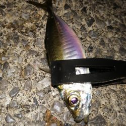 たまにはこんな日も