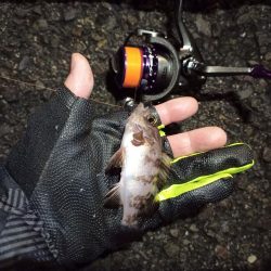 2021/12/11 南港アジング釣行