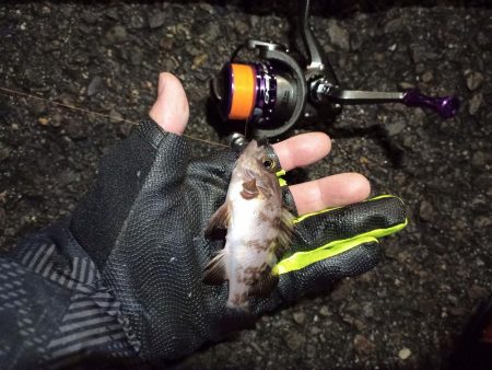 2021/12/11 南港アジング釣行