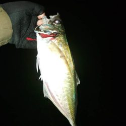 (尺アジ)フロートゲーム