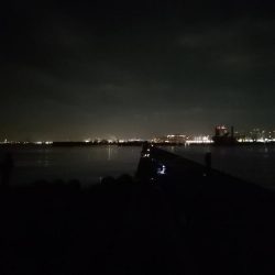 マイワシ湧いてます。タチウオは厳しい～