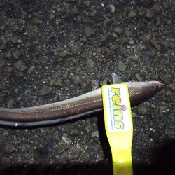 2021/12/15 南港アジング釣行