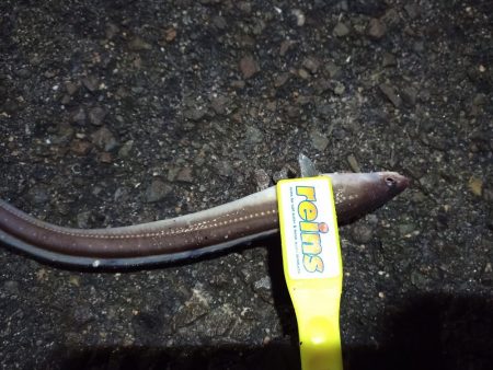 2021/12/15 南港アジング釣行