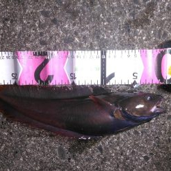 ３０オーバーベッコウ！！