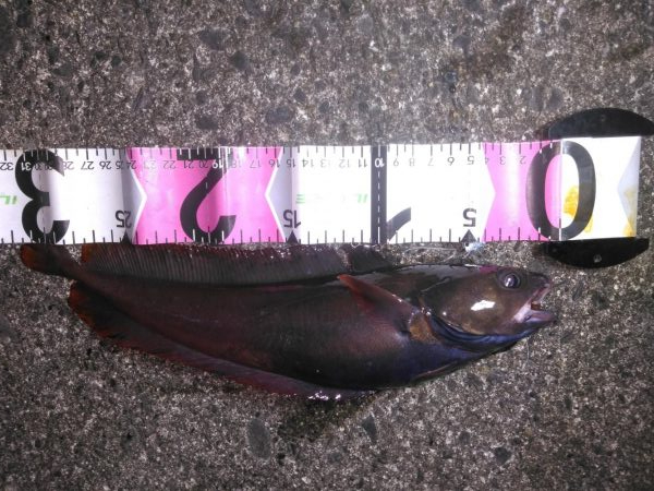 ３０オーバーベッコウ！！