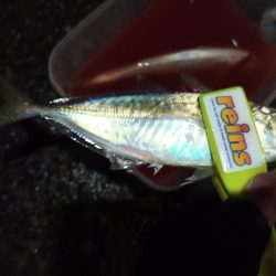 2021/12/18 南港アジング釣行~暴風アジング