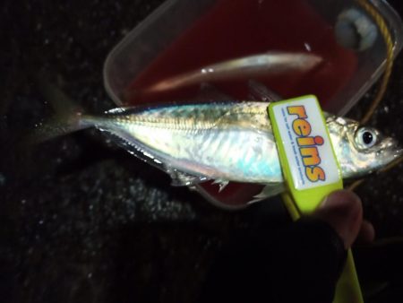 2021/12/18 南港アジング釣行~暴風アジング